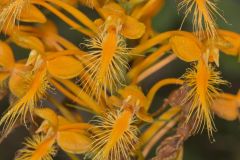 Yellow Fringed Orchid, Platanthera ciliaris