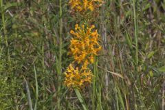 Yellow Fringed Orchid, Platanthera ciliaris