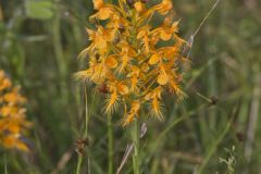 Yellow Fringed Orchid, Platanthera ciliaris