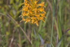 Yellow Fringed Orchid, Platanthera ciliaris