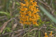 Yellow Fringed Orchid, Platanthera ciliaris