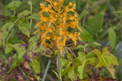Yellow Fringed Orchid, Platanthera ciliaris