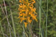 Yellow Fringed Orchid, Platanthera ciliaris