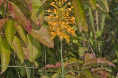 Yellow Fringed Orchid, Platanthera ciliaris