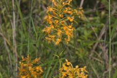 Yellow Fringed Orchid, Platanthera ciliaris