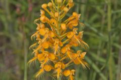 Yellow Fringed Orchid, Platanthera ciliaris