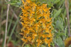 Yellow Fringed Orchid, Platanthera ciliaris