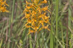 Yellow Fringed Orchid, Platanthera ciliaris