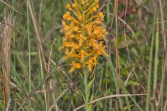 Yellow Fringed Orchid, Platanthera ciliaris