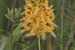 Yellow Fringed Orchid, Platanthera ciliaris