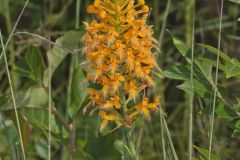 Yellow Fringed Orchid, Platanthera ciliaris