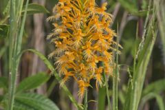 Yellow Fringed Orchid, Platanthera ciliaris