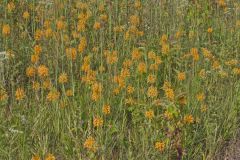 Yellow Fringed Orchid, Platanthera ciliaris