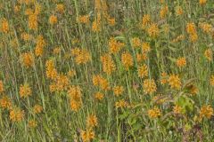 Yellow Fringed Orchid, Platanthera ciliaris