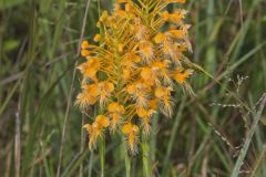 Yellow Fringed Orchid, Platanthera ciliaris