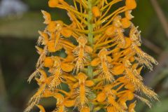 Yellow Fringed Orchid, Platanthera ciliaris