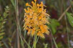 Yellow Fringed Orchid, Platanthera ciliaris