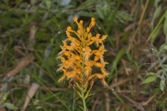 Yellow Fringed Orchid, Platanthera ciliaris