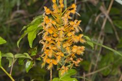 Yellow Fringed Orchid, Platanthera ciliaris