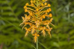 Yellow Fringed Orchid, Platanthera ciliaris