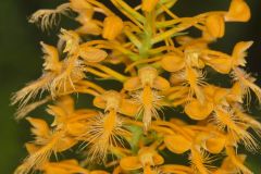 Yellow Fringed Orchid, Platanthera ciliaris