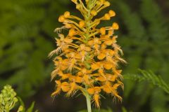 Yellow Fringed Orchid, Platanthera ciliaris