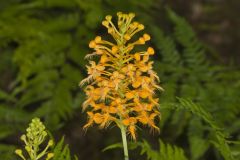 Yellow Fringed Orchid, Platanthera ciliaris