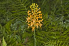 Yellow Fringed Orchid, Platanthera ciliaris