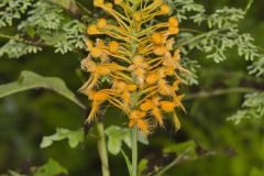 Yellow Fringed Orchid, Platanthera ciliaris