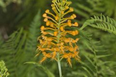 Yellow Fringed Orchid, Platanthera ciliaris