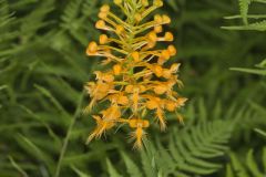 Yellow Fringed Orchid, Platanthera ciliaris