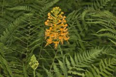 Yellow Fringed Orchid, Platanthera ciliaris