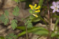 Yellow Fumewort, Corydalis flavula