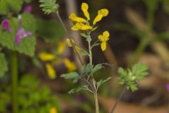 Yellow Fumewort, Corydalis flavula