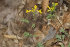 Yellow Fumewort, Corydalis flavula