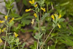 Yellow Fumewort, Corydalis flavula