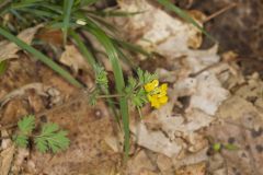 Yellow Fumewort, Corydalis flavula