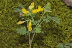 Yellow Fumewort, Corydalis flavula