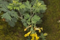 Yellow Fumewort, Corydalis flavula