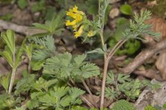 Yellow Fumewort, Corydalis flavula