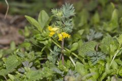 Yellow Fumewort, Corydalis flavula