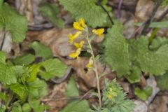 Yellow Fumewort, Corydalis flavula