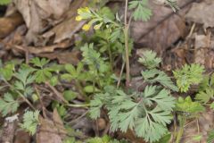 Yellow Fumewort, Corydalis flavula