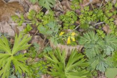 Yellow Fumewort, Corydalis flavula