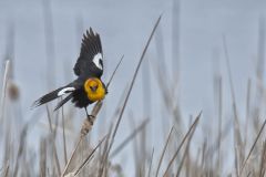 Yellow-headed Blackbird, Xanthocephalus xanthocephalus