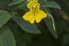 Yellow Jewelweed, Impatiens pallida