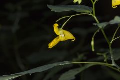 Yellow Jewelweed, Impatiens pallida