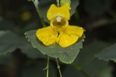 Yellow Jewelweed, Impatiens pallida