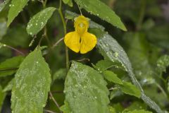 Yellow Jewelweed, Impatiens pallida