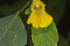 Yellow Jewelweed, Impatiens pallida